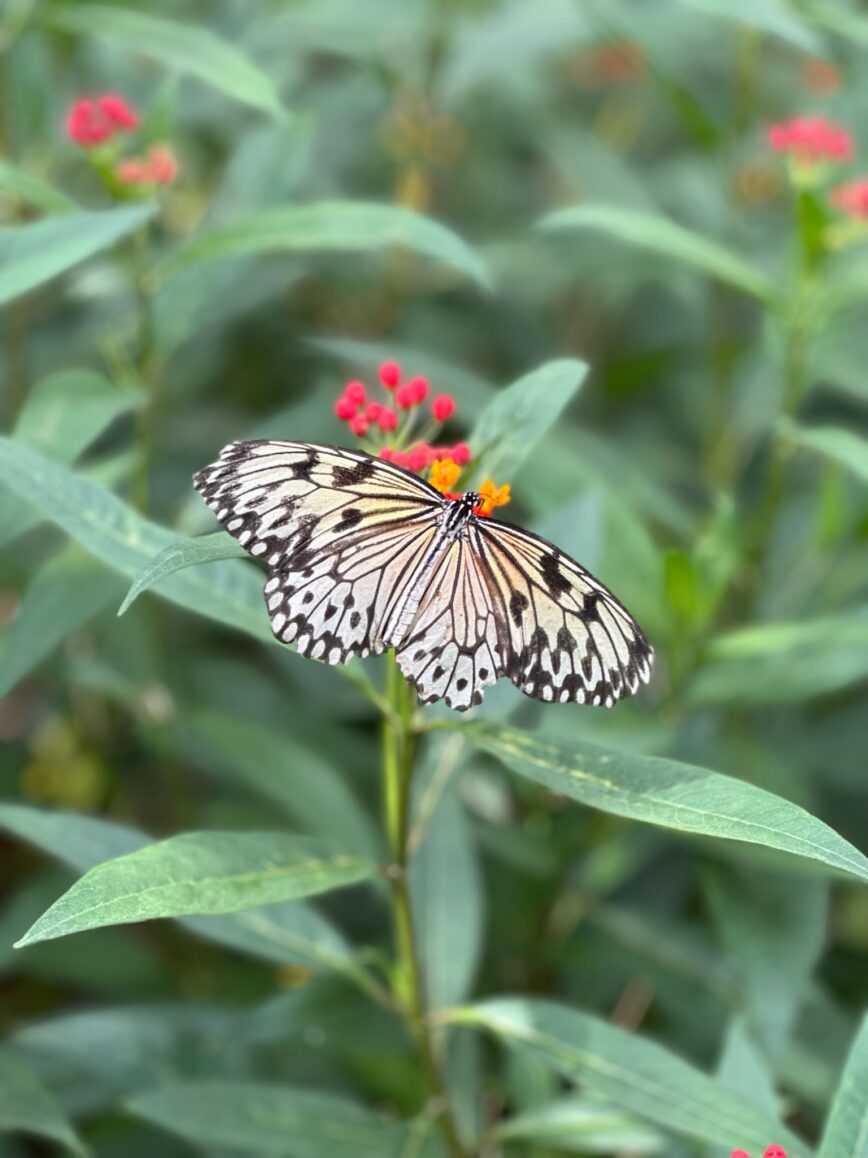 Dans les serres du jardin botanique à visiter